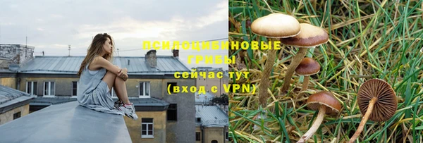 PSILOCYBIN Армянск